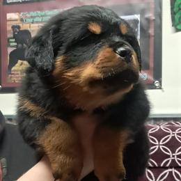 Girl 1 - Black and mahogany female Rottweiler puppy in De Witt, Iowa from Irish Eyes Kennels