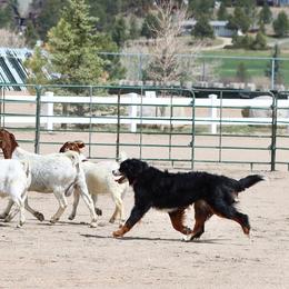 Bernese Mountain Dogs from Angelina's Bernese Dogs