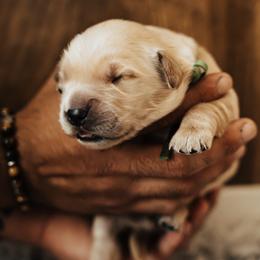 Boy 5 - male Golden Retriever puppy in Stockton, California from Golden Weenie Club