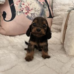 Little Bear Jr - Sable male Dachshund puppy in Clovis, California from DoxiRose