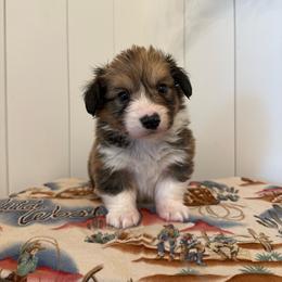 Recess - White and red male Pembroke Welsh Corgi puppy in Red Bluff, California from Wilder Ranch Corgis