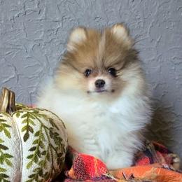 Otis - Tri-colored male Pomeranian puppy in Centralia, Illinois from Happy Paws