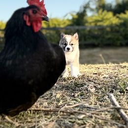 Icelandic Sheepdog Puppies from Hjarta Icelandics
