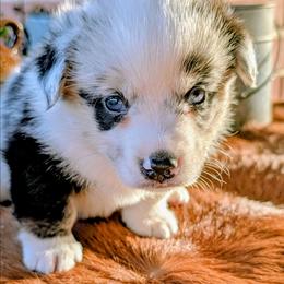 Mario - Brindle merle and white male American Corgi puppy in Shawnee, Oklahoma from Sunray Ranch