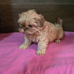 Female 1 - Liver female Shih Tzu puppy in Meadows Of Dan, Virginia from Walt’s Shih Tzus