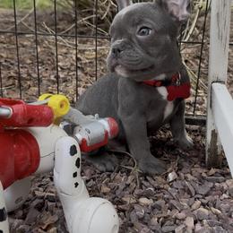 Smoky - Blue male French Bulldog puppy in Waitts Lake, Washington from Best Friend standard Frenchies
