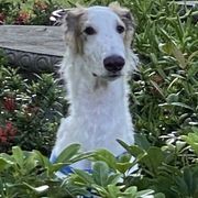 Borzoi All Grown Up from Borzoi on Konza Prairie