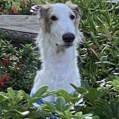 Borzoi All Grown Up from Borzoi on Konza Prairie