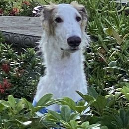 Borzoi All Grown Up from Borzoi on Konza Prairie