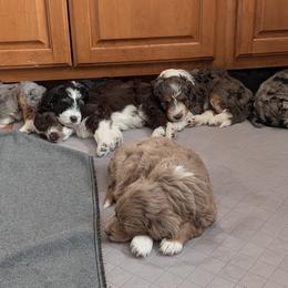 Aussiedoodle Puppies from Ridgeview Aussiedoodles