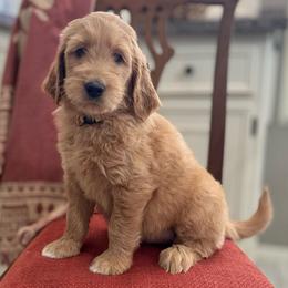 Bashful-Yellow - Apricot male Goldendoodle puppy in Bay City, Texas from Charming Doods Goldendoodles