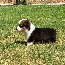 Red Headed Tri Male 1 - Black and tan male Pembroke Welsh Corgi puppy in Stephenville, Texas from Rising JM Pembrokes