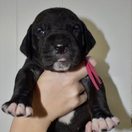 Bulleit - Black and white female Great Dane puppy in Chapmansboro, Tennessee from Balthrop Bend Farms