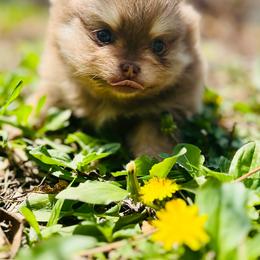 Schnitzel - Chocolate and tan male Pomeranian puppy in Buck Valley, Pennsylvania from Buck Valley Pomeranians