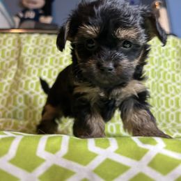 Male - Black and gold male Yorkipoo puppy in Clover, South Carolina from Cudi’s Buddies