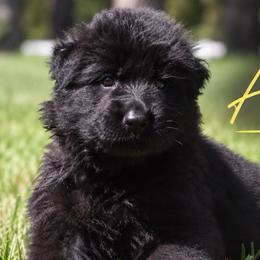 Azula - Black female German Shepherd puppy in Canton, Texas from WILDWOOD GERMAN SHEPHERDS