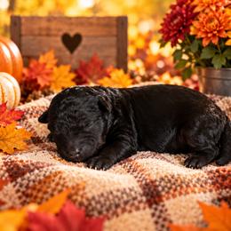 Diesel - Black and tan male Cavapoo puppy in Myrtle Beach, South Carolina from Colorful-K9'S