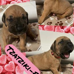 Tzatziki - Fawn female Great Dane puppy in Wellsville, New York from Prophecy Danes