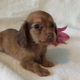 Montana (shaded red) - Red male Dachshund puppy in Sebring, Florida from Mini Weenies