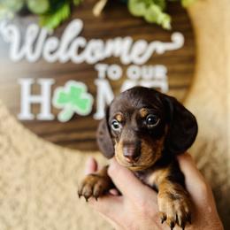 Guinness - Chocolate and tan male Dachshund puppy in Fontana, California from DOXI.E.
