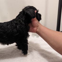 Miniature Schnauzers from Menage Miniatures