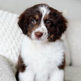 Flora - Red tri-color female Aussiedoodle puppy in Salem, Utah from Go West Mini Aussies
