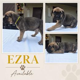 Ezra - Fawn female Cane Corso puppy in Elkhart, Indiana from Martins Almighty Cane Corsos
