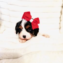 Macie - Tri-color female Cavalier King Charles Spaniel puppy in Wilburton, Oklahoma from My Kids Kennel