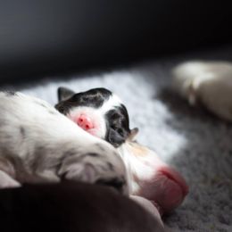 Australian Shepherd Puppies from Everly Australian Shepherds