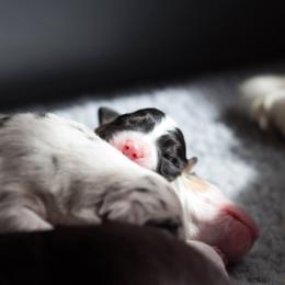 Australian Shepherd Puppies from Everly Australian Shepherds