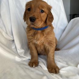 Golden Retriever Puppies from Thoroughmark Retrievers