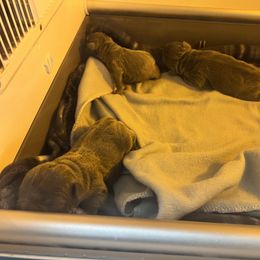 French Bulldog Puppies from Fontana Frenchies