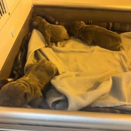 French Bulldog Puppies from Fontana Frenchies