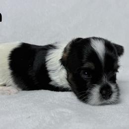 Stella - Black tan and white female Biewer Terrier puppy in Cartersville, Georgia from Alpha Tiny Paws