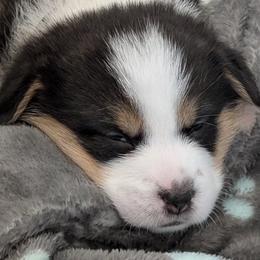 Pembroke Welsh Corgis from J&S Corgi