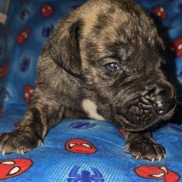 Red collar brindle male - Brindle male Great Dane puppy in Houston, Texas from Draggin Dobermans & Great Danes