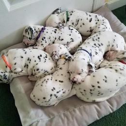 Dalmatian and Poodle Puppies from Leah Reeves