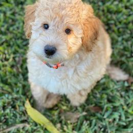 Goldendoodle Puppies from Zink Doodles
