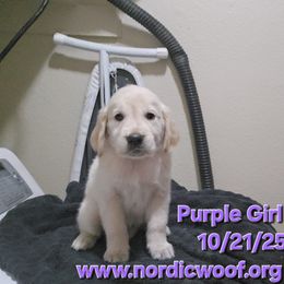 Purple Girl - Light golden female Golden Retriever puppy in Peoria, Arizona from Nordic Woof's Golden Retrievers
