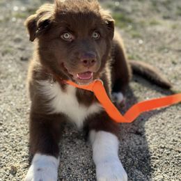 Australian Shepherds from Boulder & Branch Aussie Ranch