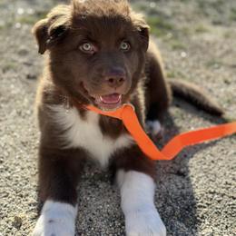 Australian Shepherds from Boulder & Branch Aussie Ranch