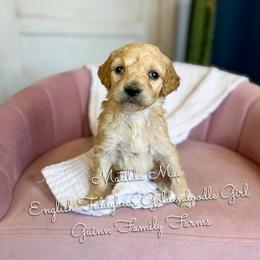 Matilda Mae English Teddybear - Apricot female Goldendoodle puppy in Grove, Oklahoma from Guinn Family Farms