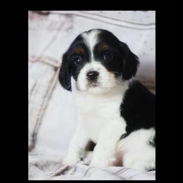 Neville Longbottom - Tri-color male Cavapoo puppy in Battle Lake, Minnesota from Panda Puppies