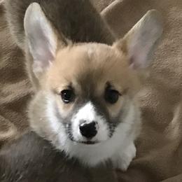Joseph - Fawn male Pembroke Welsh Corgi puppy in Indian Valley, Idaho from Indian Valley Corgies
