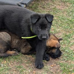 Green - Black male German Shepherd puppy in Motley, Minnesota from Von Thomson Haus
