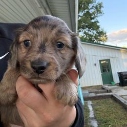 Brindle dapple boy - Brindle male Dachshund puppy in Mount Vernon, Ohio from Double A Dachshunds