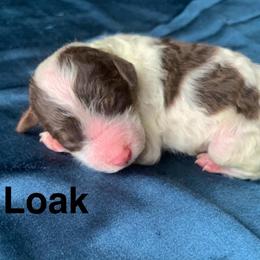 Loak - Parti male Labradoodle puppy in Murray, Utah from Swann's Kennels