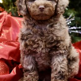 Bernedoodle and Cavapoo Puppies from Lawler’s Legacy Litters