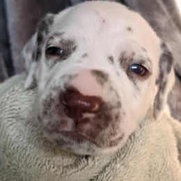Girl 5 - White and liver brown female Dalmatian puppy in Maryville, Tennessee from Coachside Dalmatians