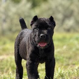 Stryker - Black brindle male Cane Corso puppy in Sandia, Texas from OneTime Cane Corso